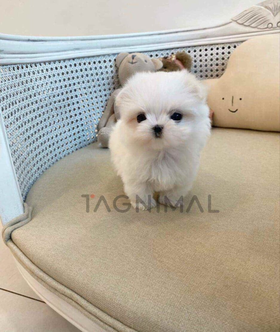 Maltese puppy for sale, dog for sale at Tagnimal