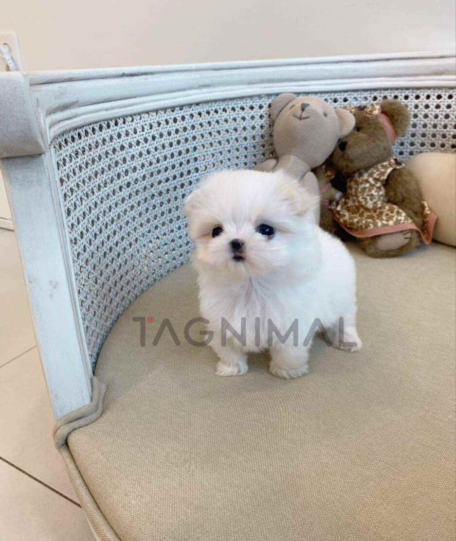 Maltese puppy for sale, dog for sale at Tagnimal