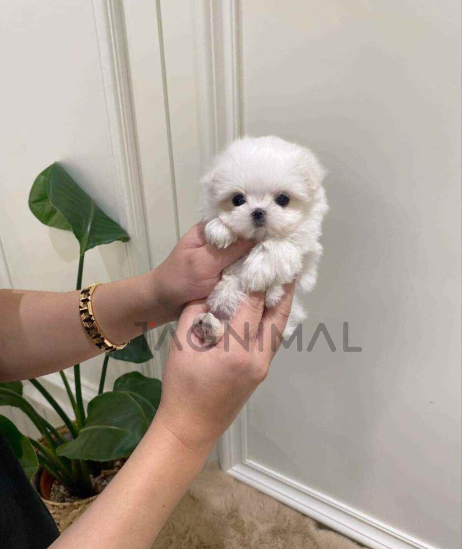 Maltese puppy for sale, dog for sale at Tagnimal