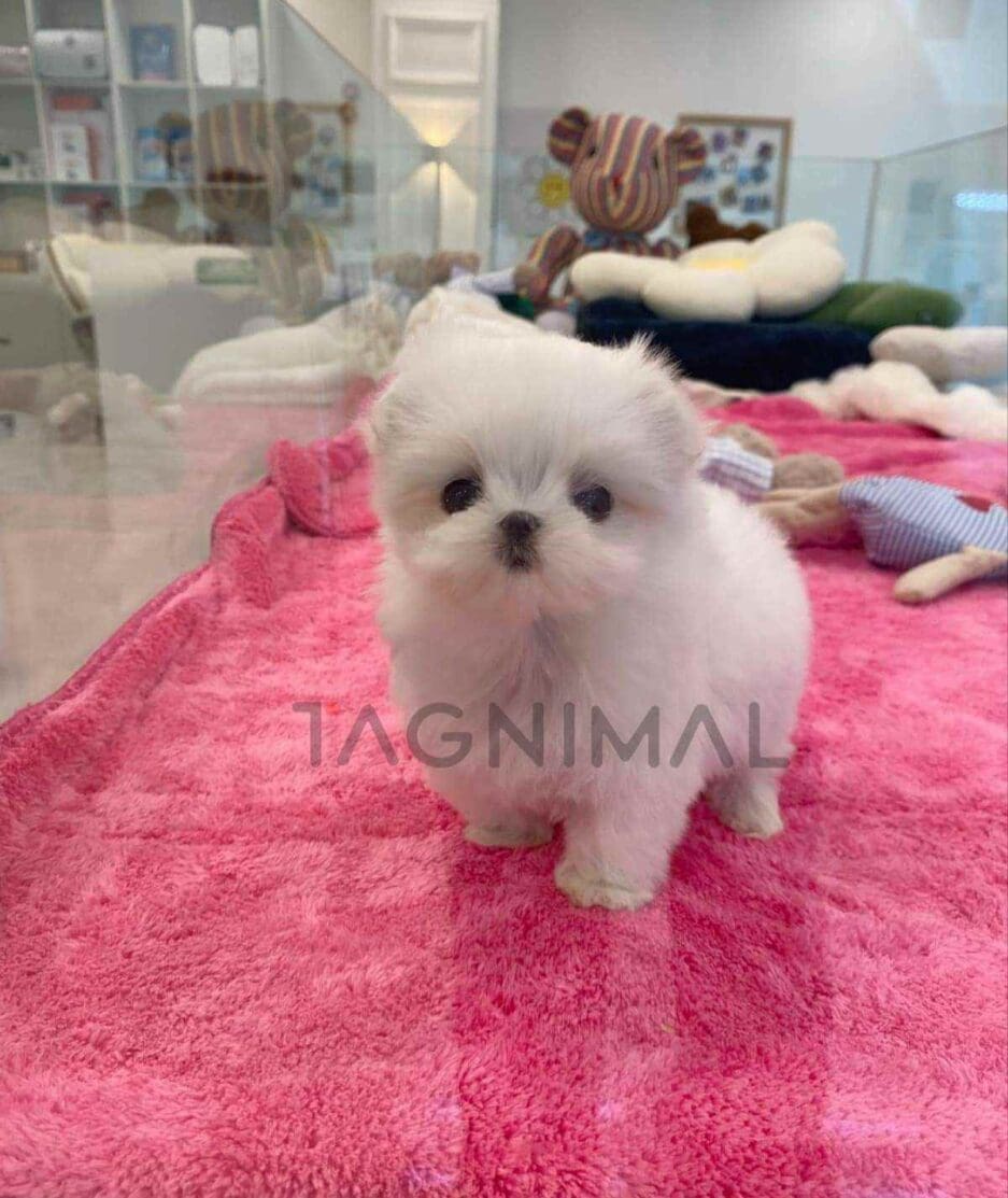 Maltese puppy for sale, dog for sale at Tagnimal