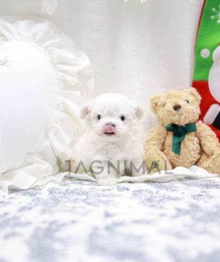 Maltese puppy for sale, dog for sale at Tagnimal