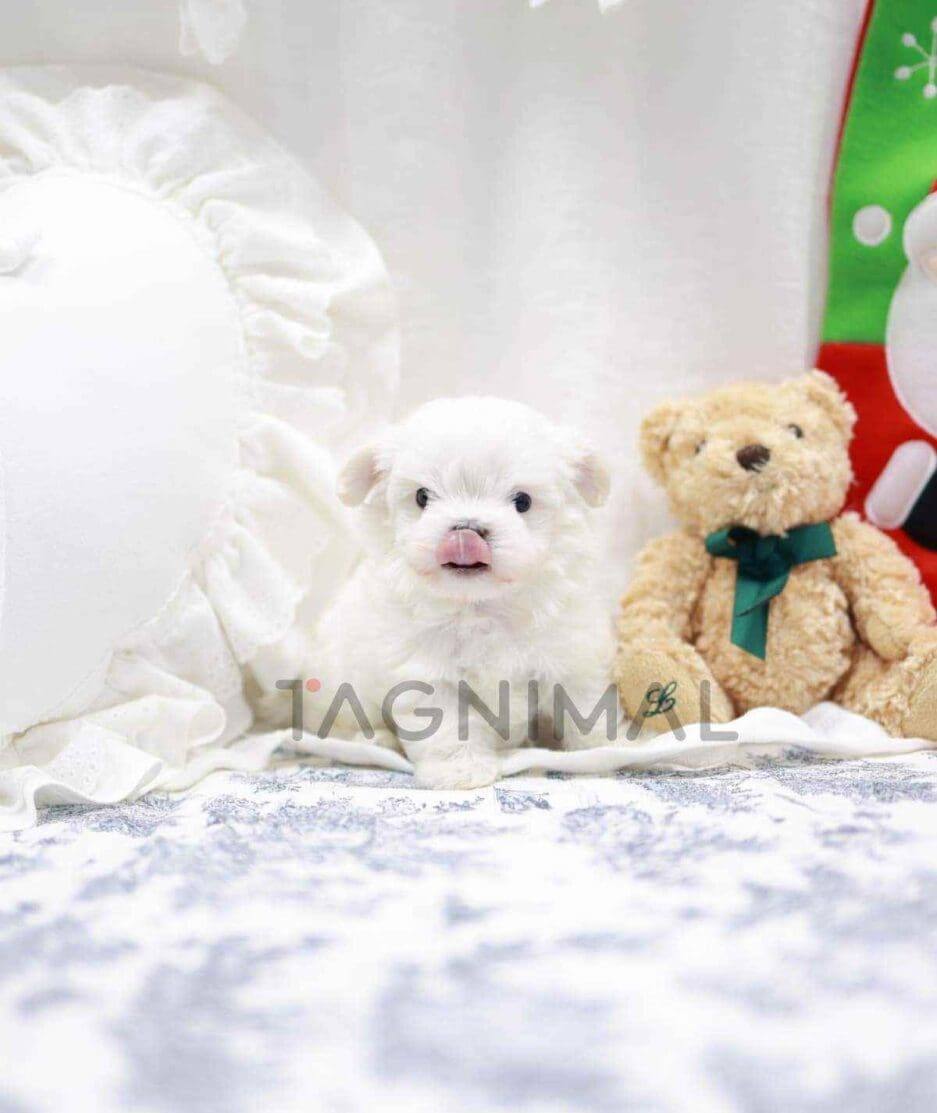 Maltese puppy for sale, dog for sale at Tagnimal