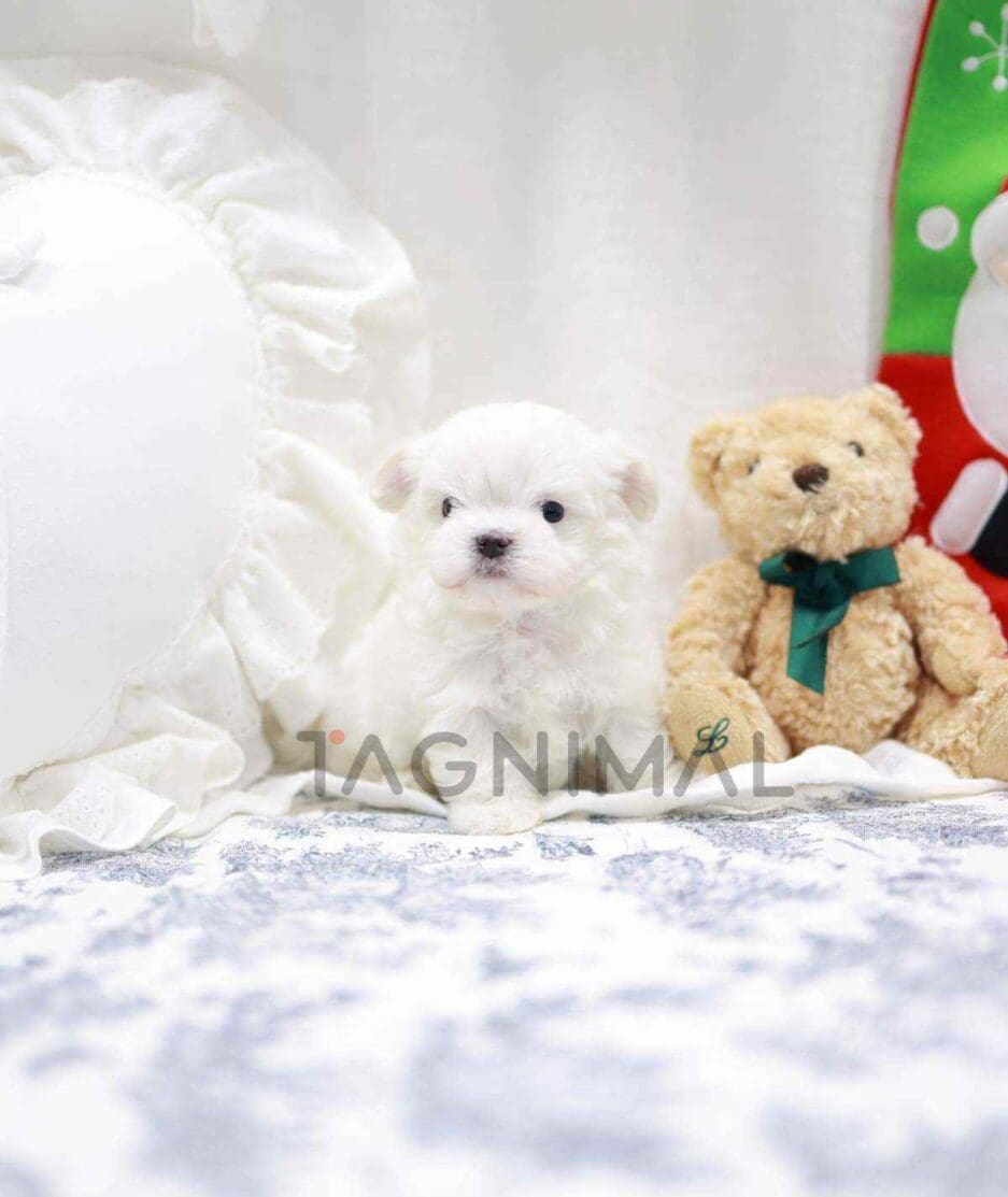 Maltese puppy for sale, dog for sale at Tagnimal