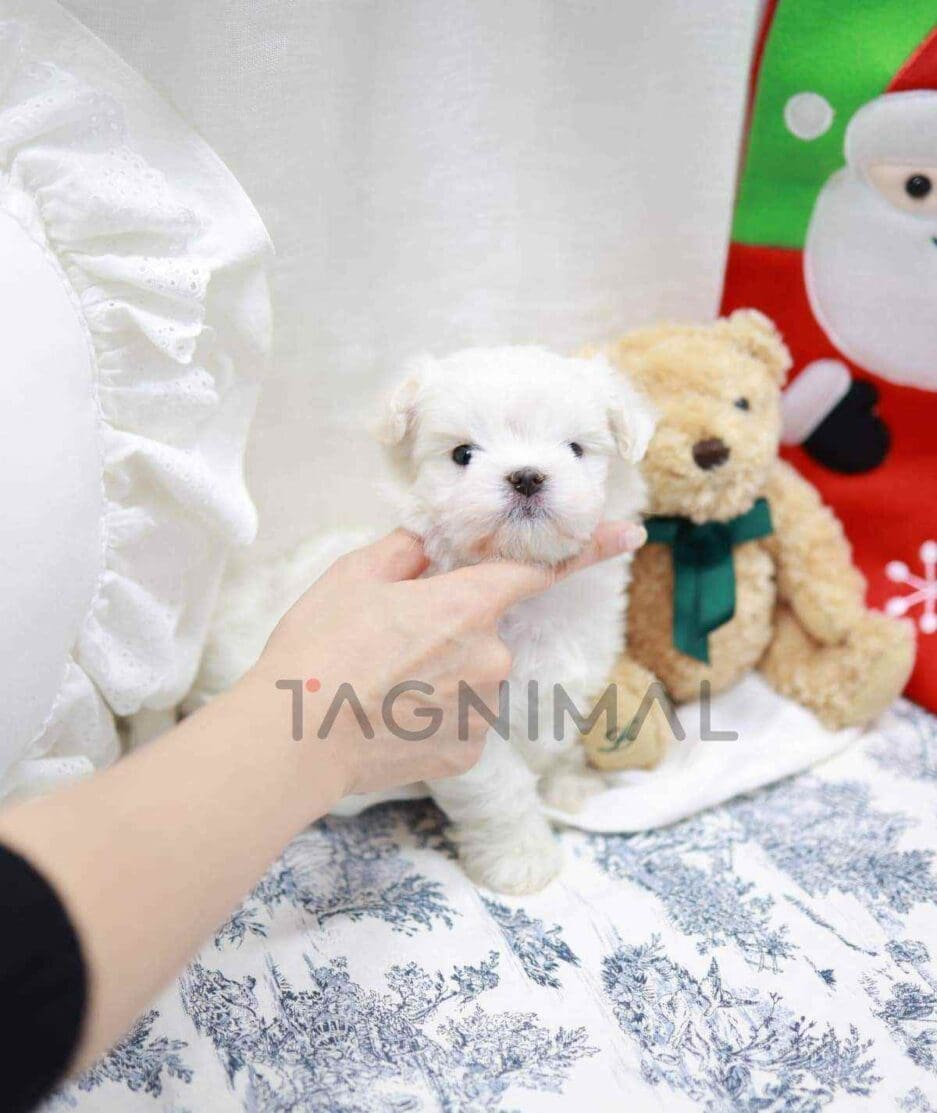 Maltese puppy for sale, dog for sale at Tagnimal