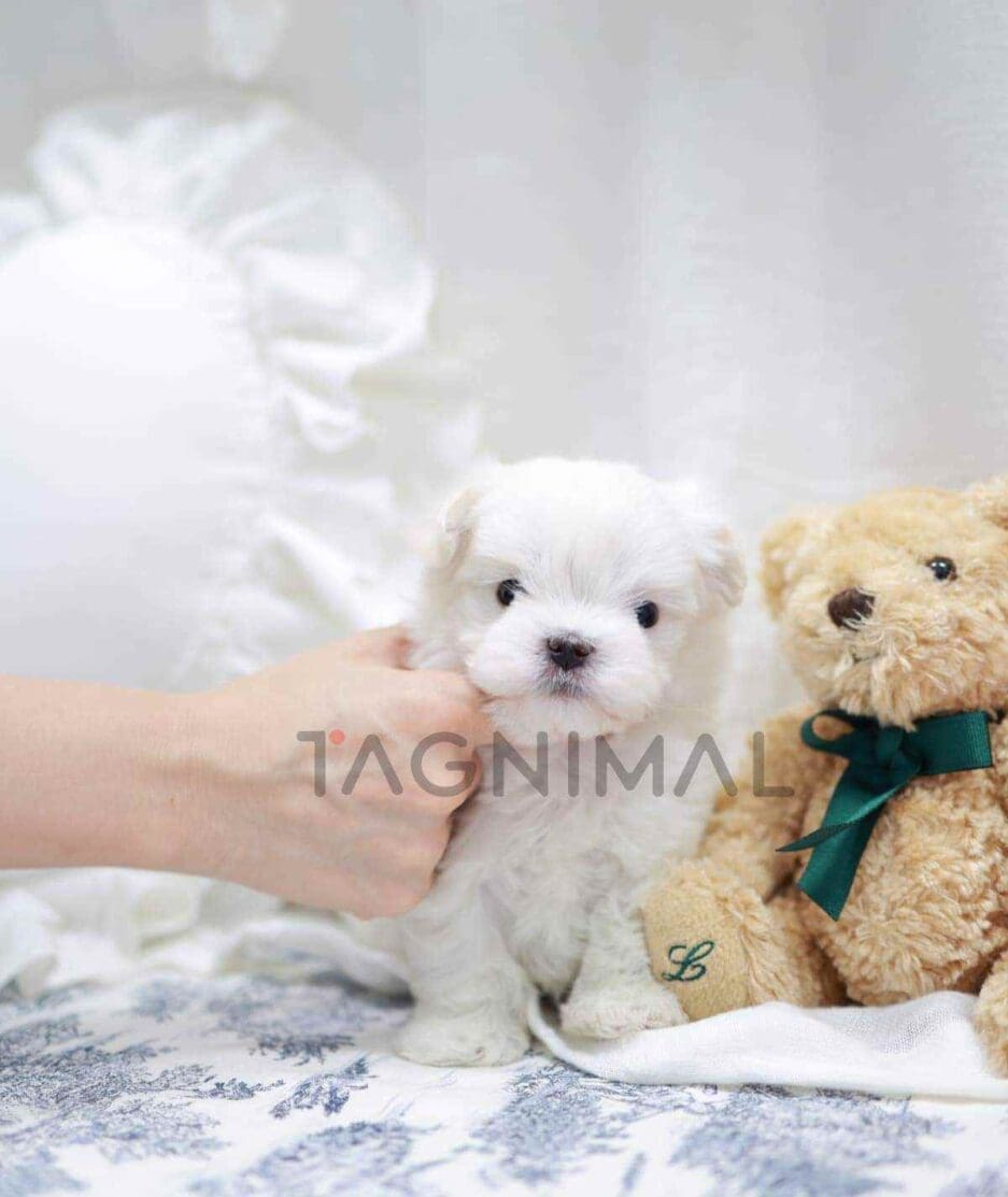 Maltese puppy for sale, dog for sale at Tagnimal