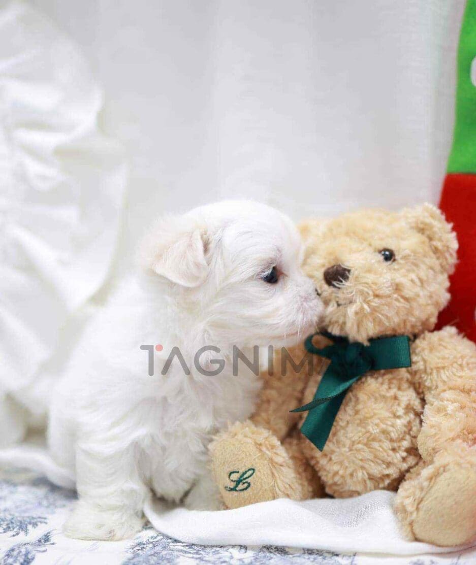 Maltese puppy for sale, dog for sale at Tagnimal