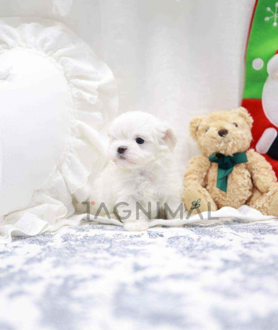 Maltese puppy for sale, dog for sale at Tagnimal