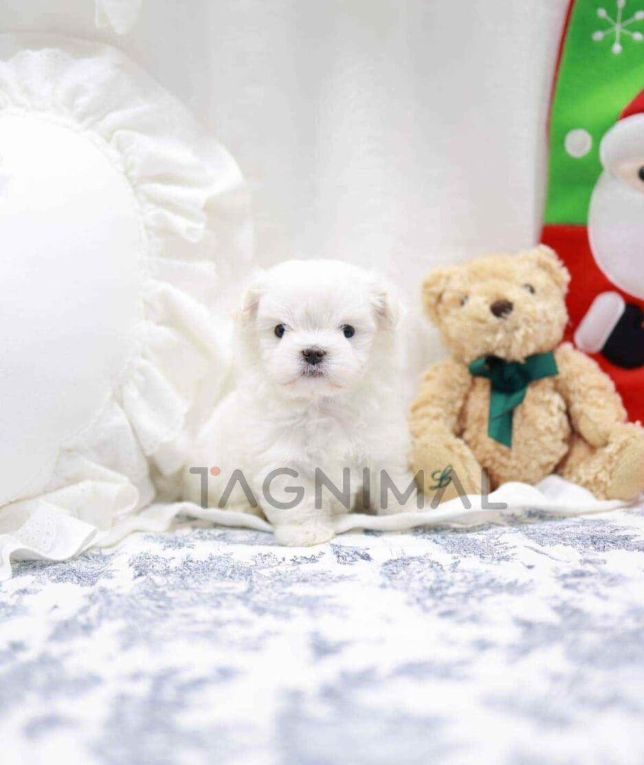 Maltese puppy for sale, dog for sale at Tagnimal