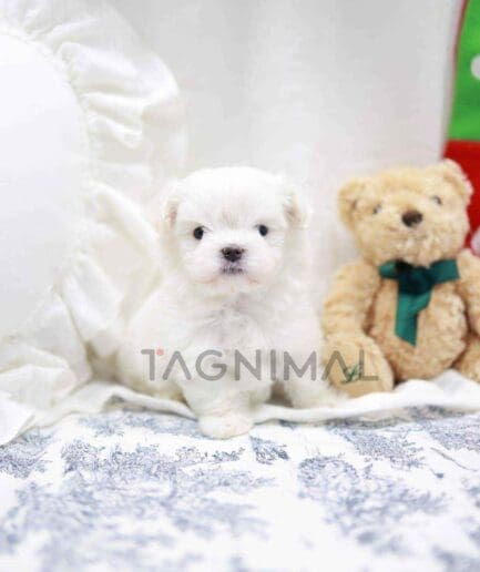 Maltese puppy for sale, dog for sale at Tagnimal