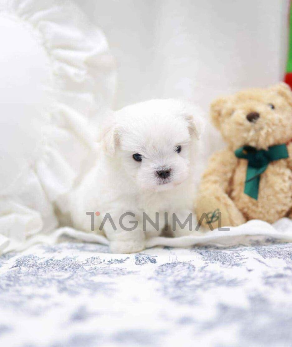 Maltese puppy for sale, dog for sale at Tagnimal