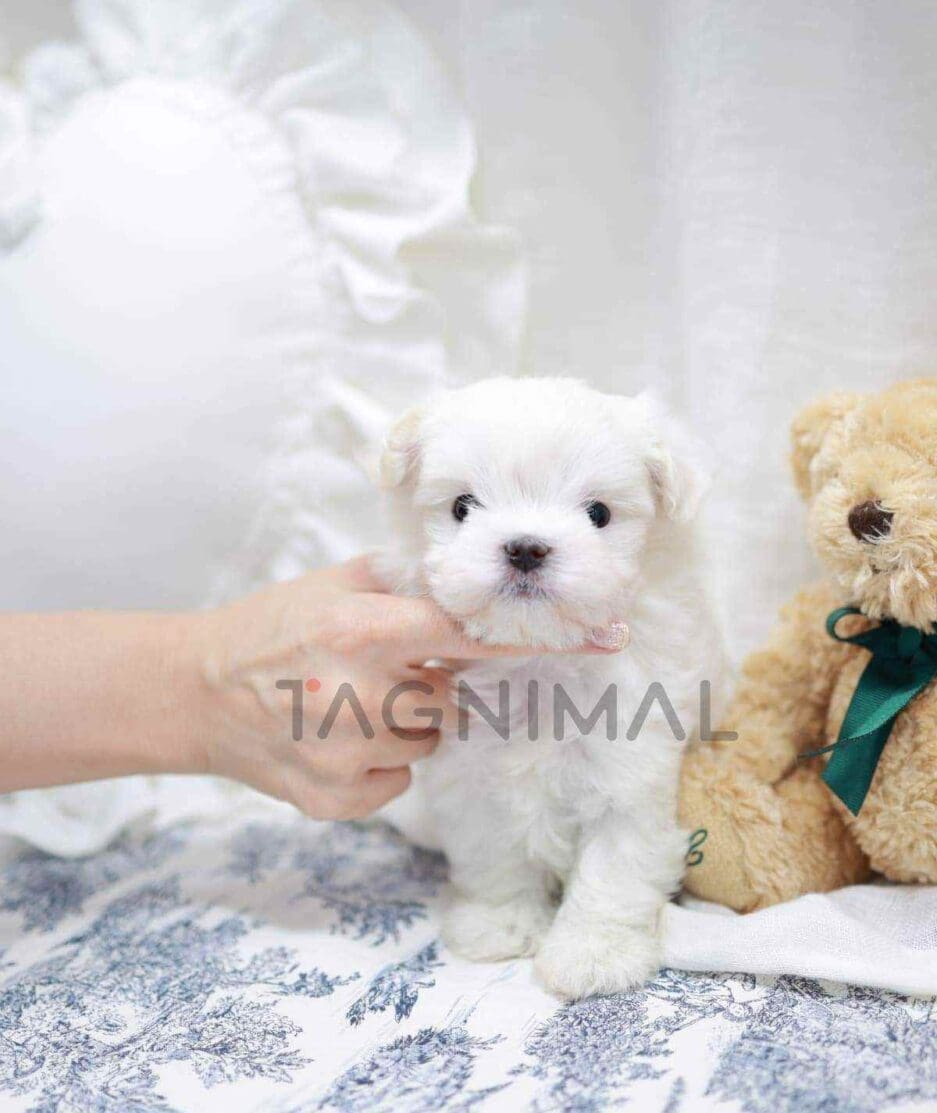 Maltese puppy for sale, dog for sale at Tagnimal