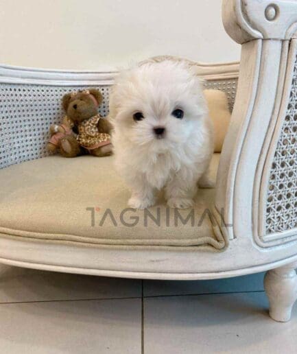 Maltese puppy for sale, dog for sale at Tagnimal