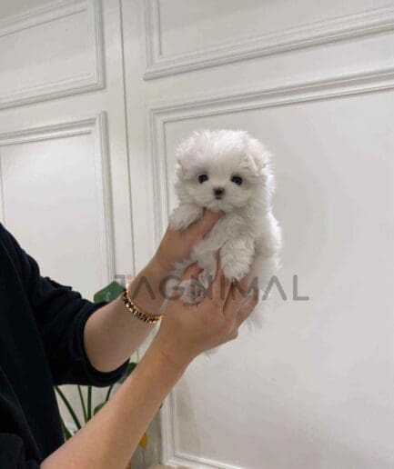 Maltese puppy for sale, dog for sale at Tagnimal