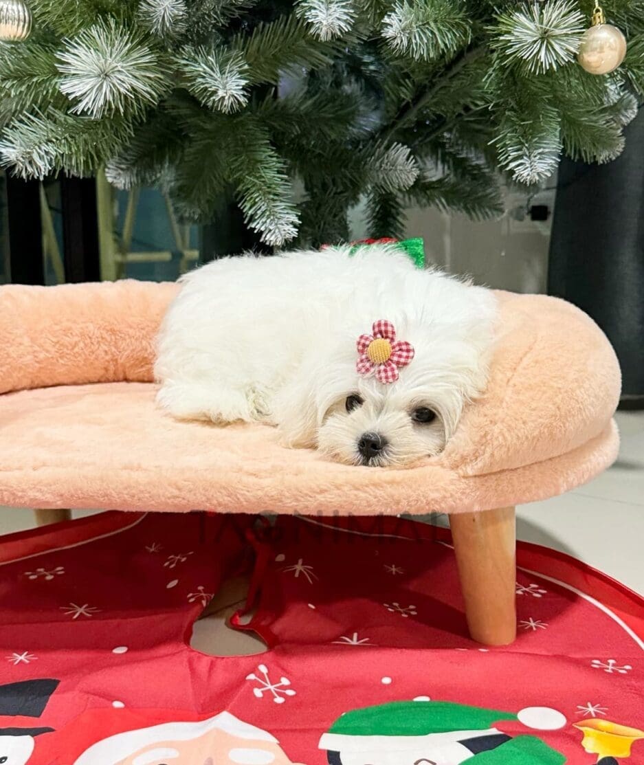 Maltese puppy for sale, dog for sale at Tagnimal