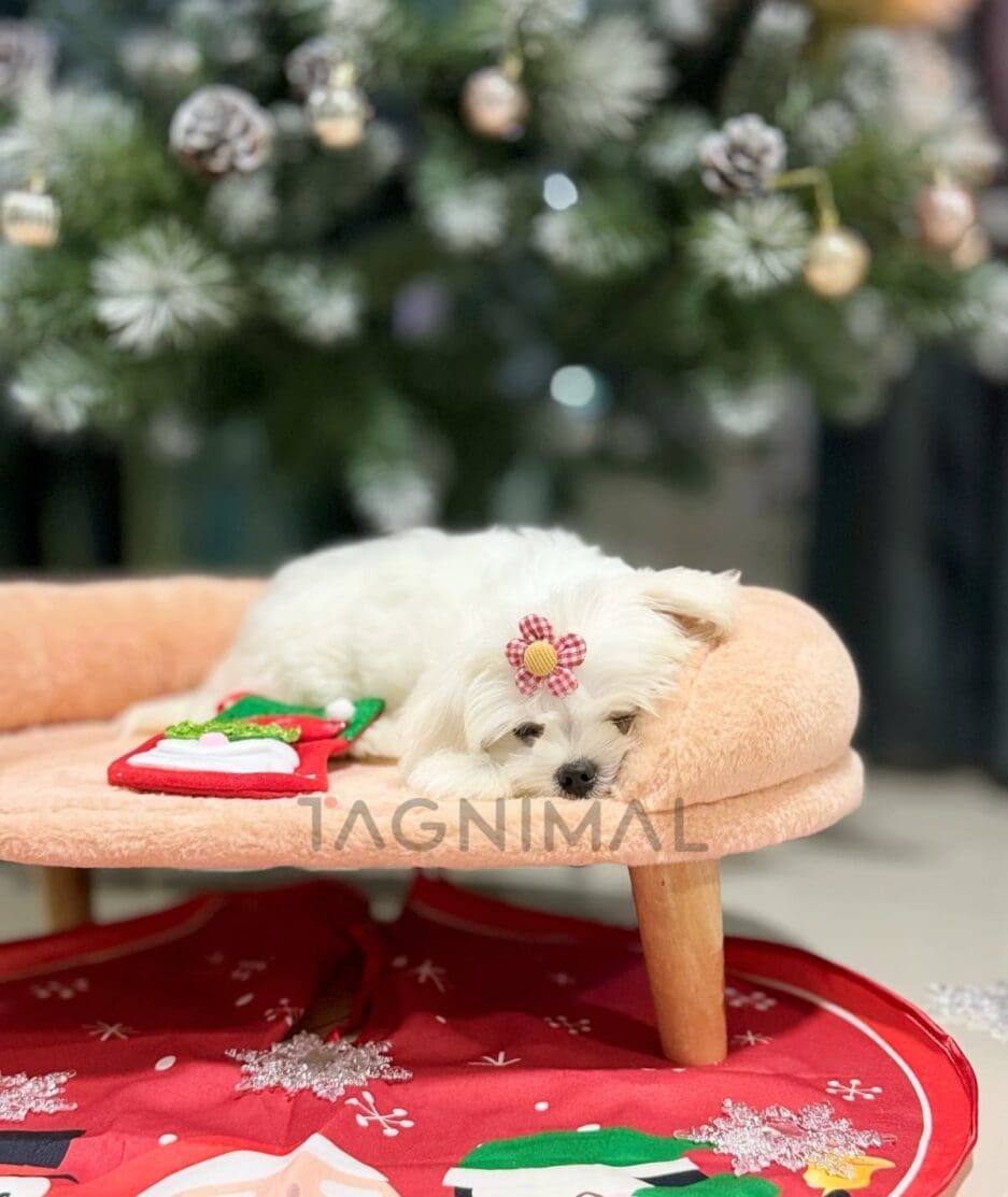 Maltese puppy for sale, dog for sale at Tagnimal