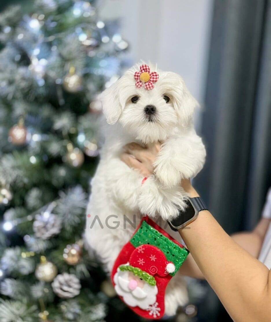 Maltese puppy for sale, dog for sale at Tagnimal