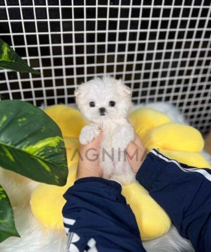 Maltese puppy for sale, dog for sale at Tagnimal