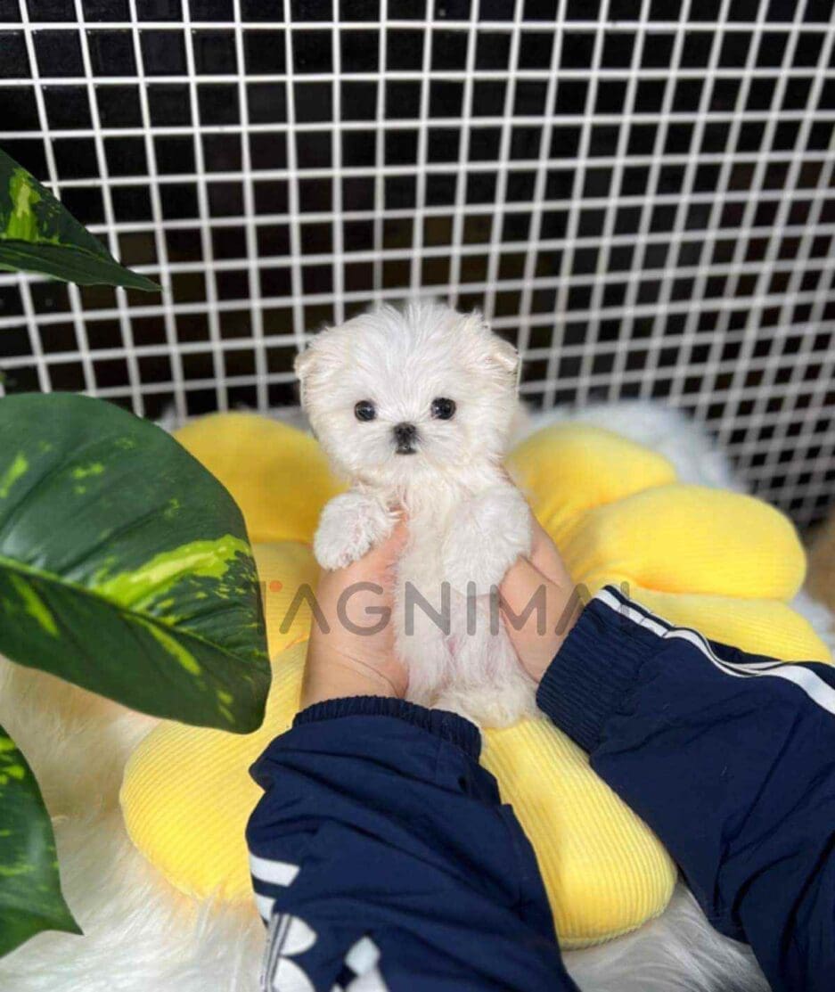 Maltese puppy for sale, dog for sale at Tagnimal