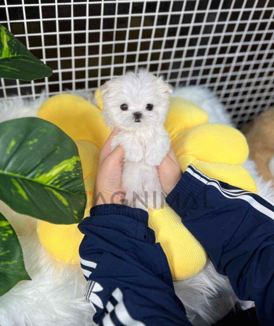 Maltese puppy for sale, dog for sale at Tagnimal