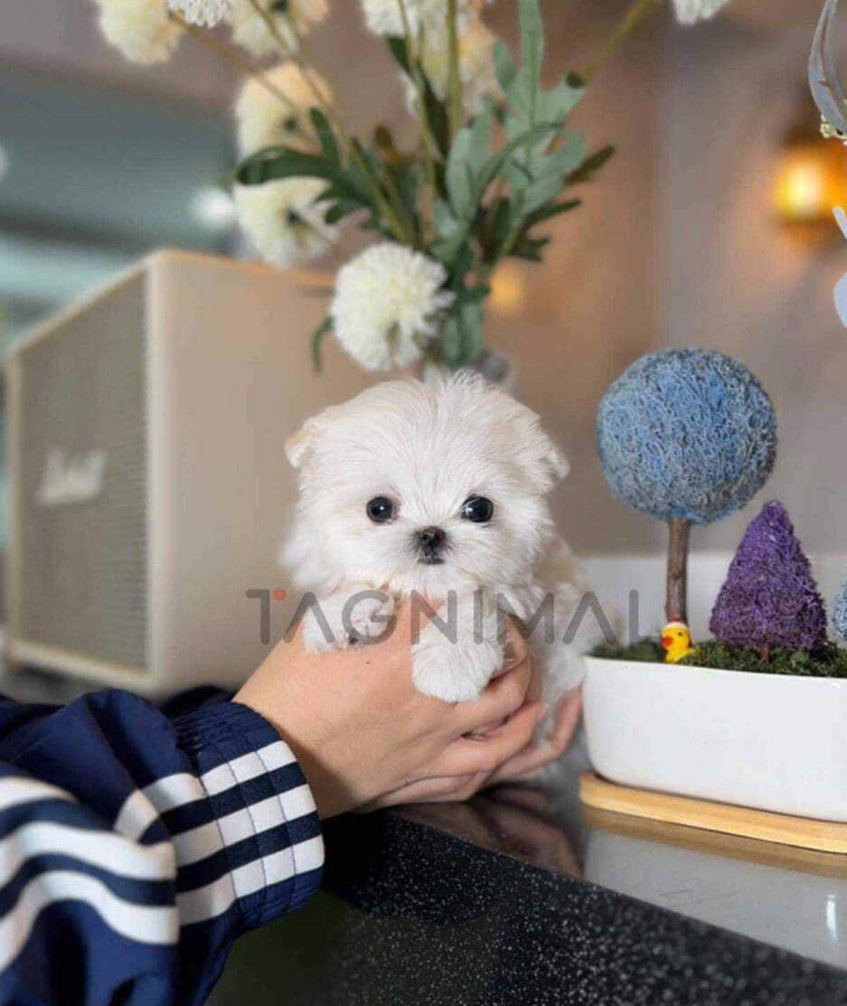 Maltese puppy for sale, dog for sale at Tagnimal