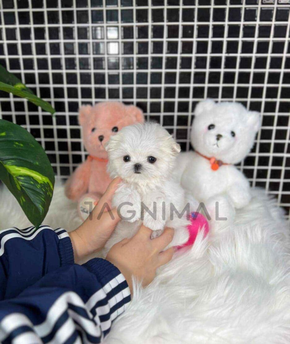 Maltese puppy for sale, dog for sale at Tagnimal