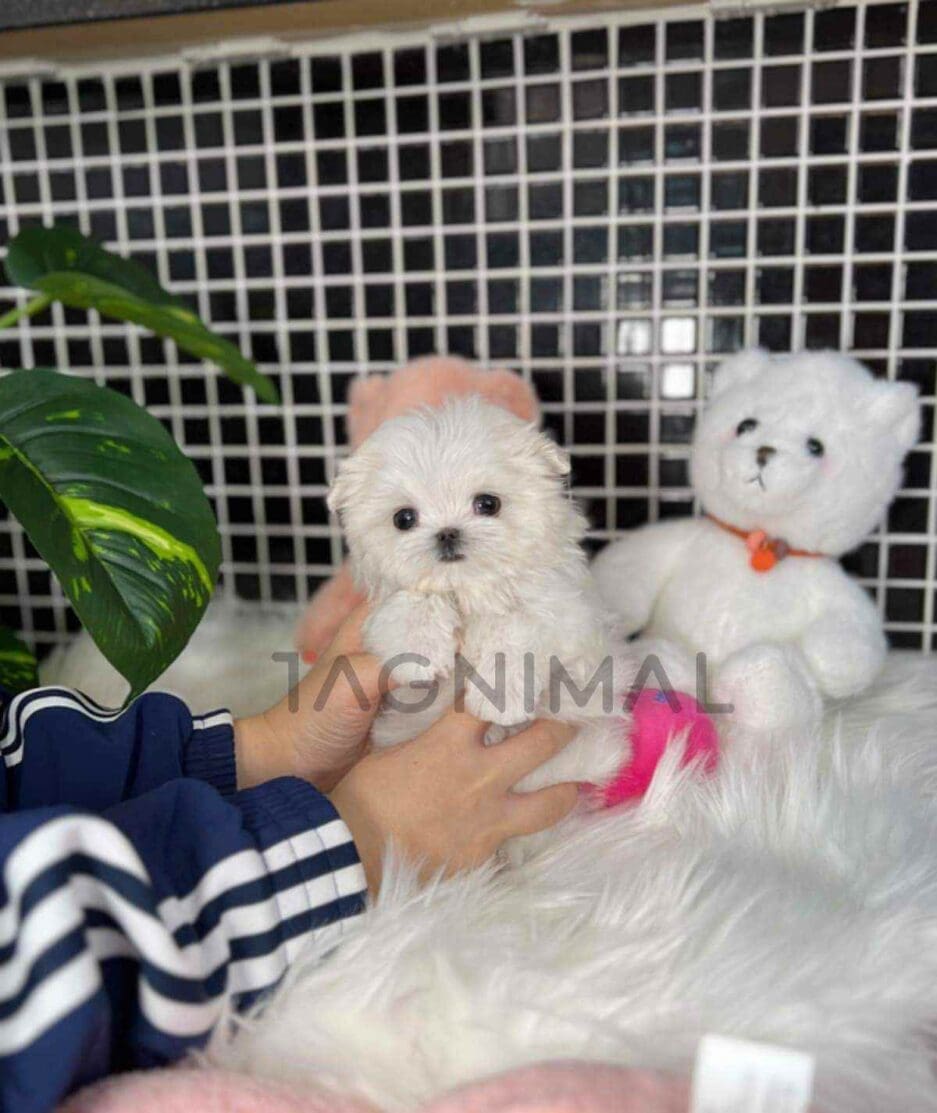 Maltese puppy for sale, dog for sale at Tagnimal