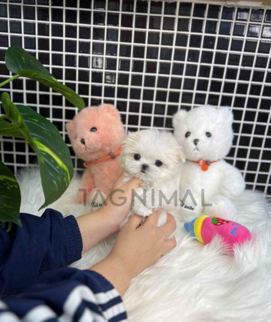 Maltese puppy for sale, dog for sale at Tagnimal