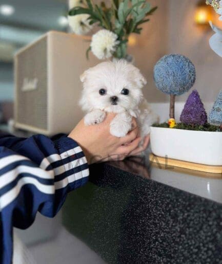 Maltese puppy for sale, dog for sale at Tagnimal