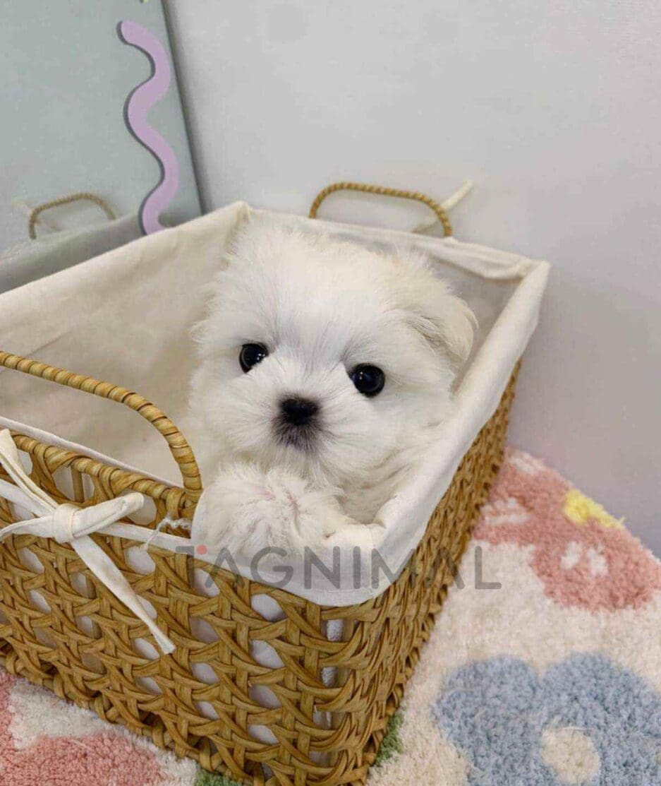 Maltese puppy for sale, dog for sale at Tagnimal