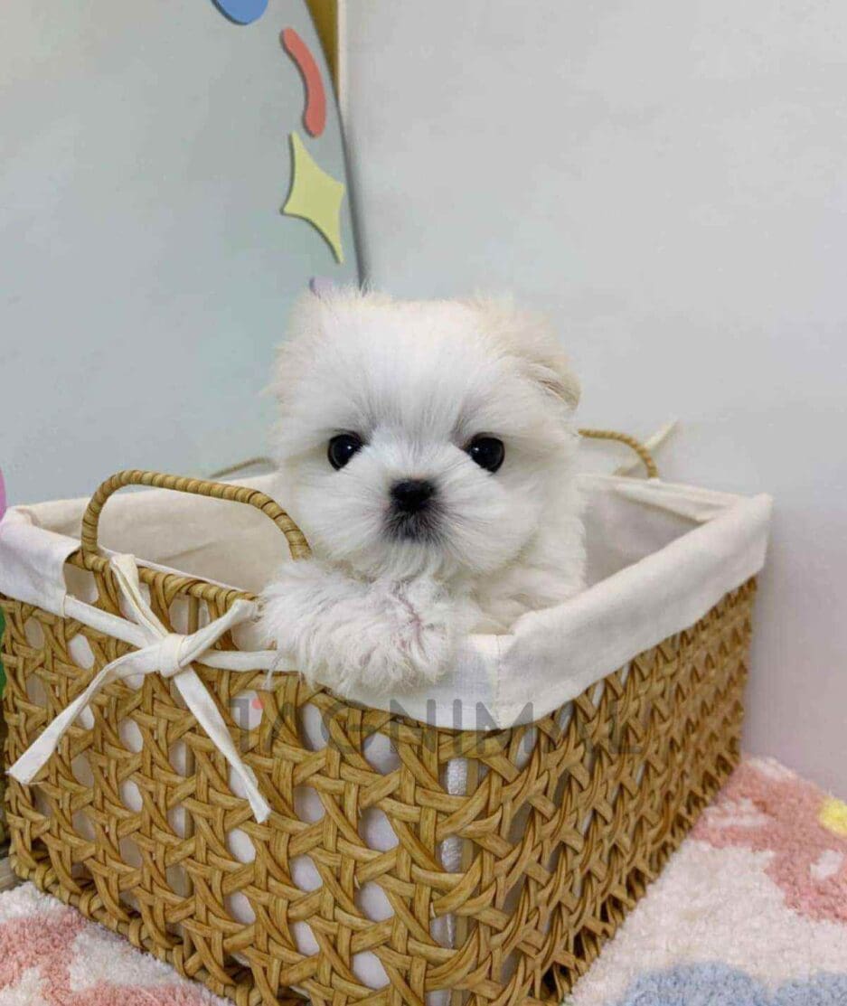 Maltese puppy for sale, dog for sale at Tagnimal