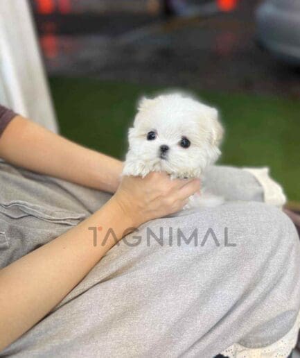 Maltese puppy for sale, dog for sale at Tagnimal