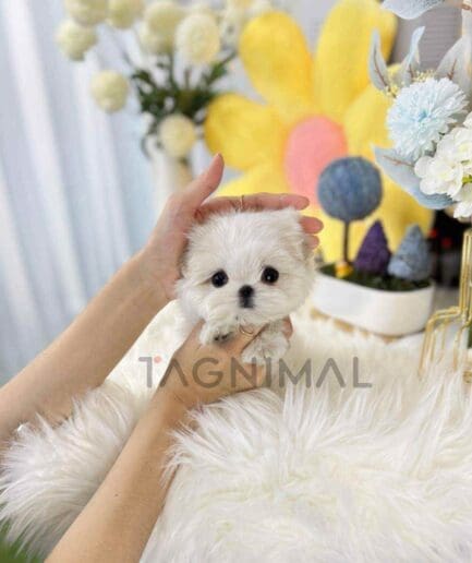 Maltese puppy for sale, dog for sale at Tagnimal