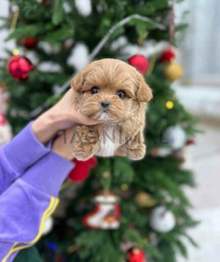 Maltipoo puppy for sale, dog for sale at Tagnimal