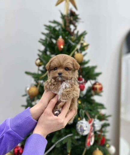 Maltipoo puppy for sale, dog for sale at Tagnimal