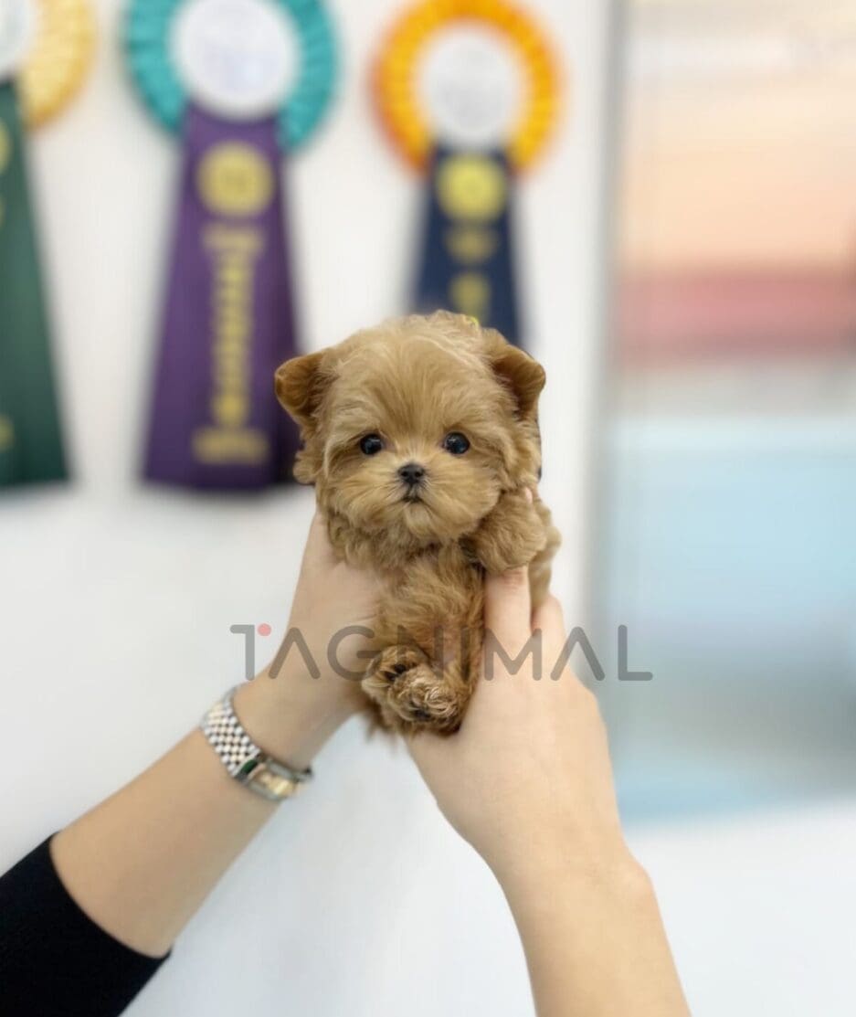 Maltipoo puppy for sale, dog for sale at Tagnimal