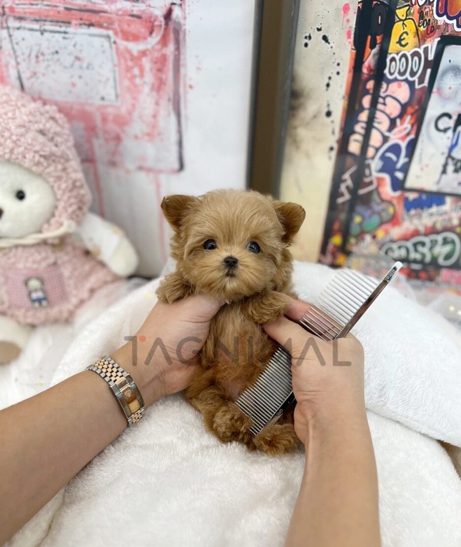 Maltipoo puppy for sale, dog for sale at Tagnimal