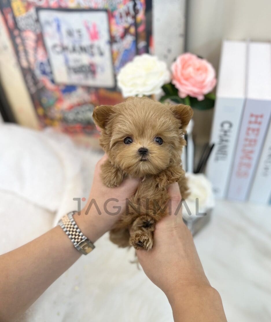 Maltipoo puppy for sale, dog for sale at Tagnimal