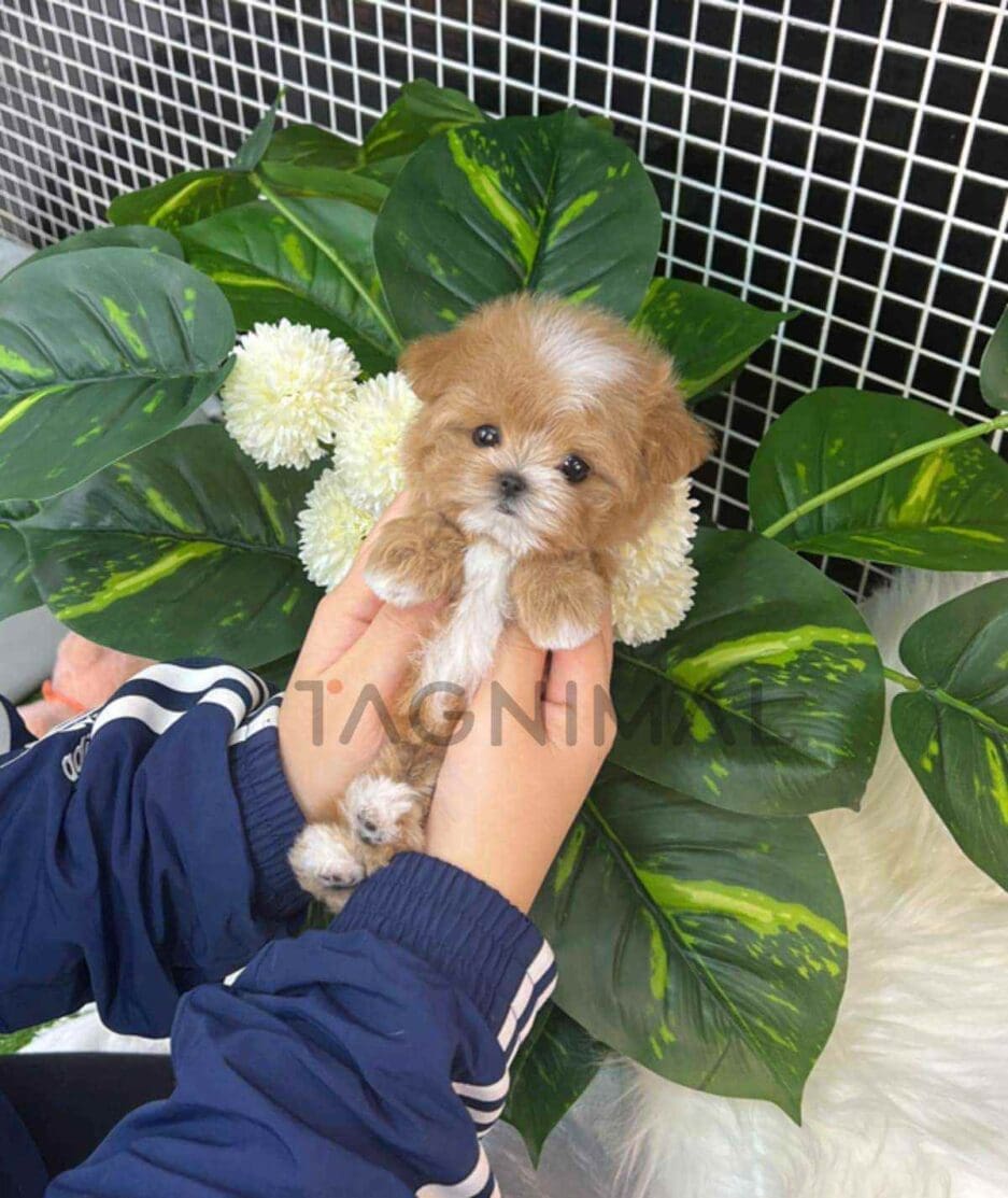 Maltipoo puppy for sale, dog for sale at Tagnimal