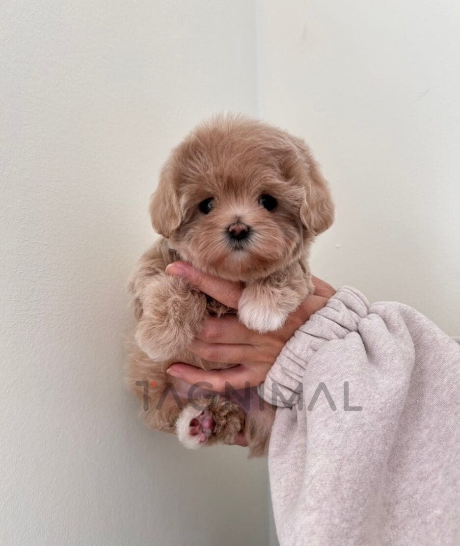 Maltipoo puppy for sale, dog for sale at Tagnimal