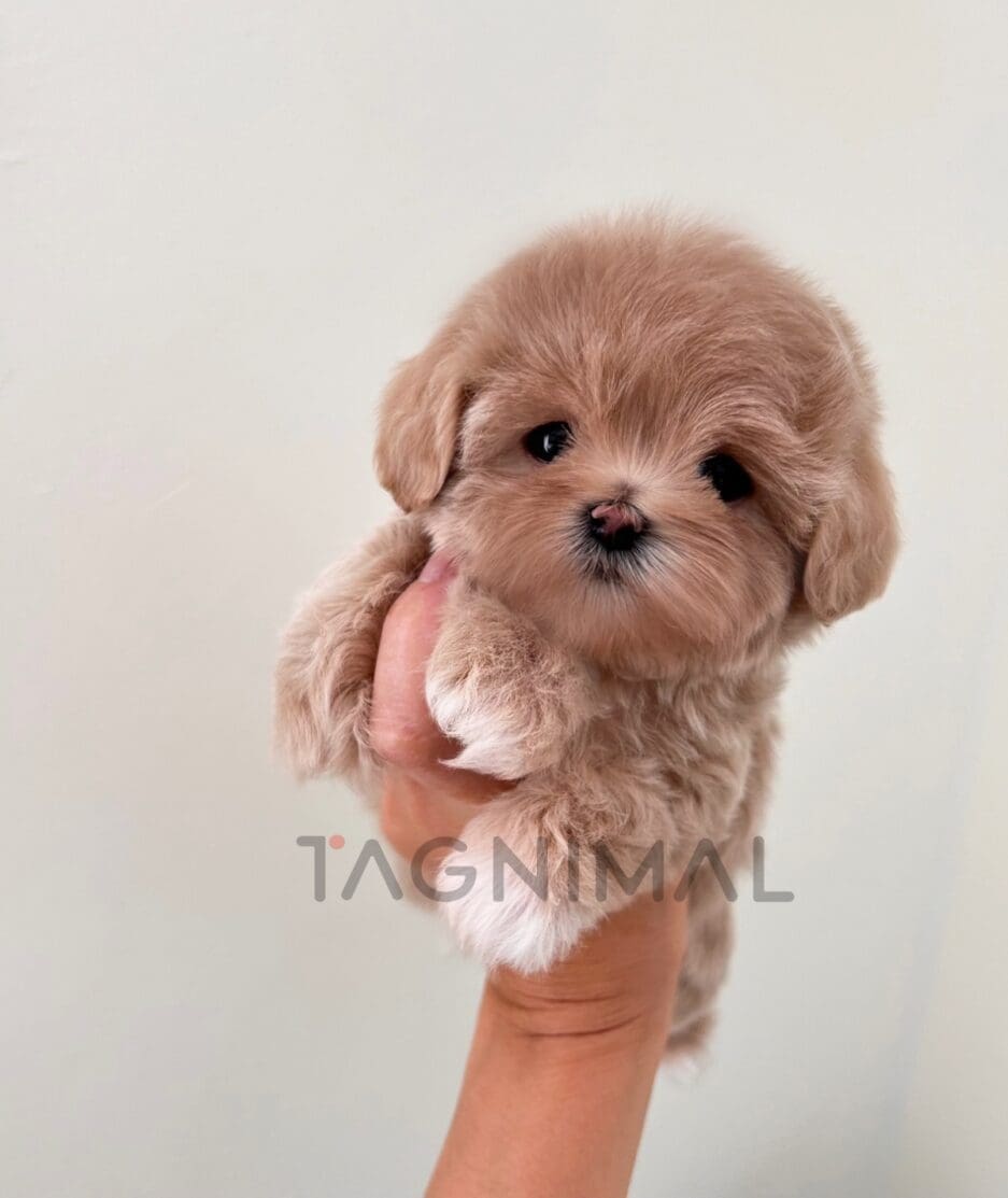 Maltipoo puppy for sale, dog for sale at Tagnimal