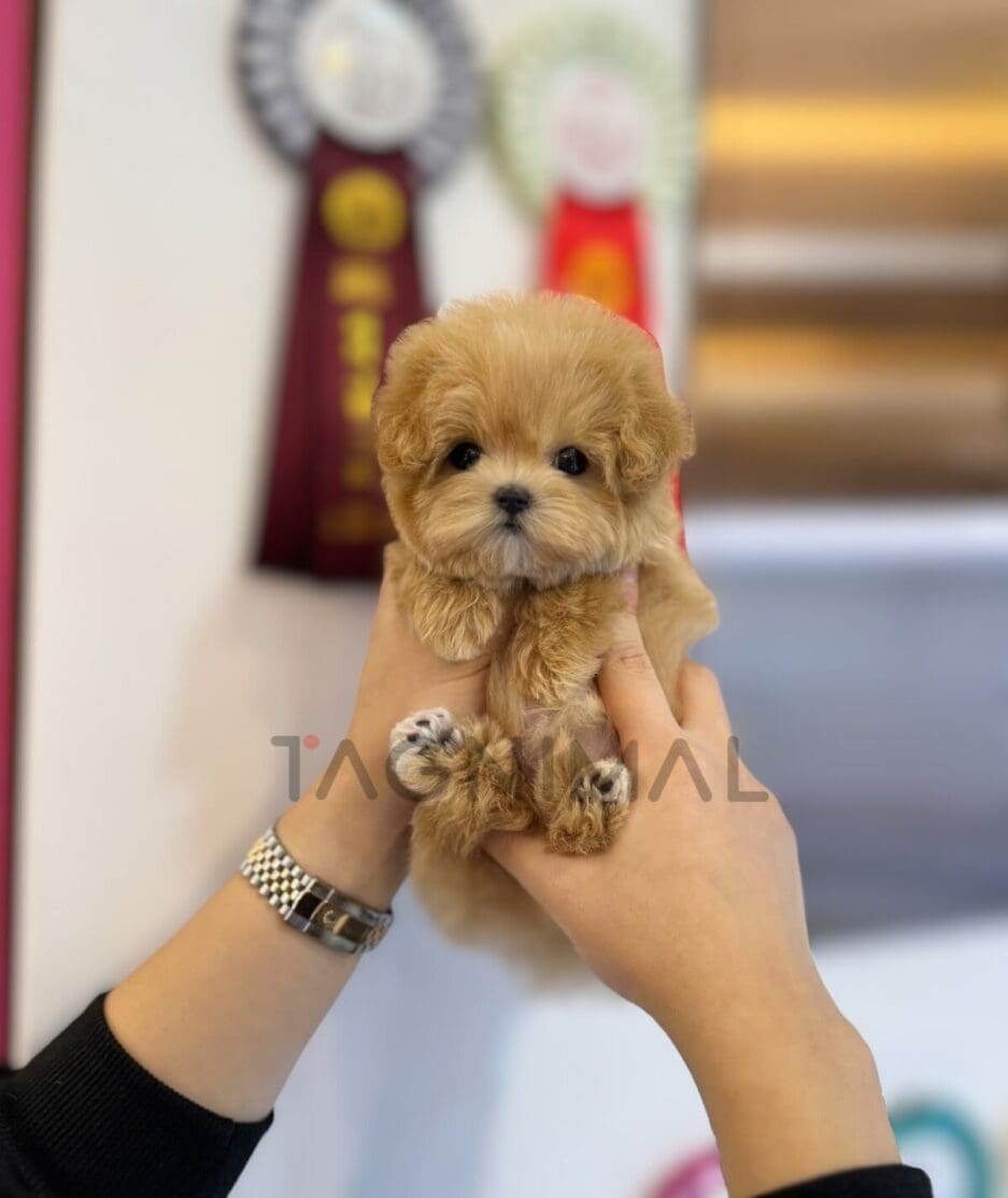 Maltipoo puppy for sale, dog for sale at Tagnimal