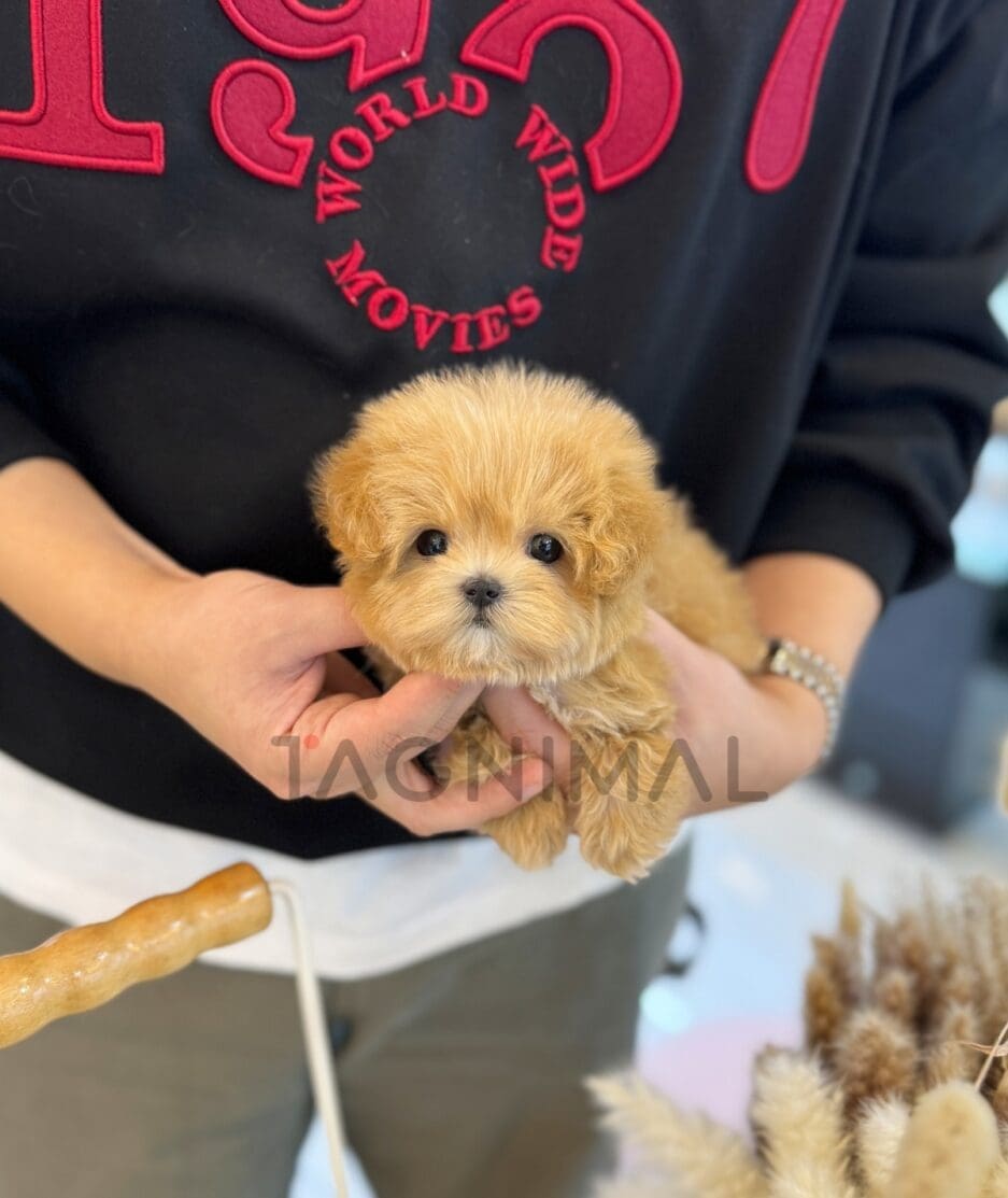 Maltipoo puppy for sale, dog for sale at Tagnimal