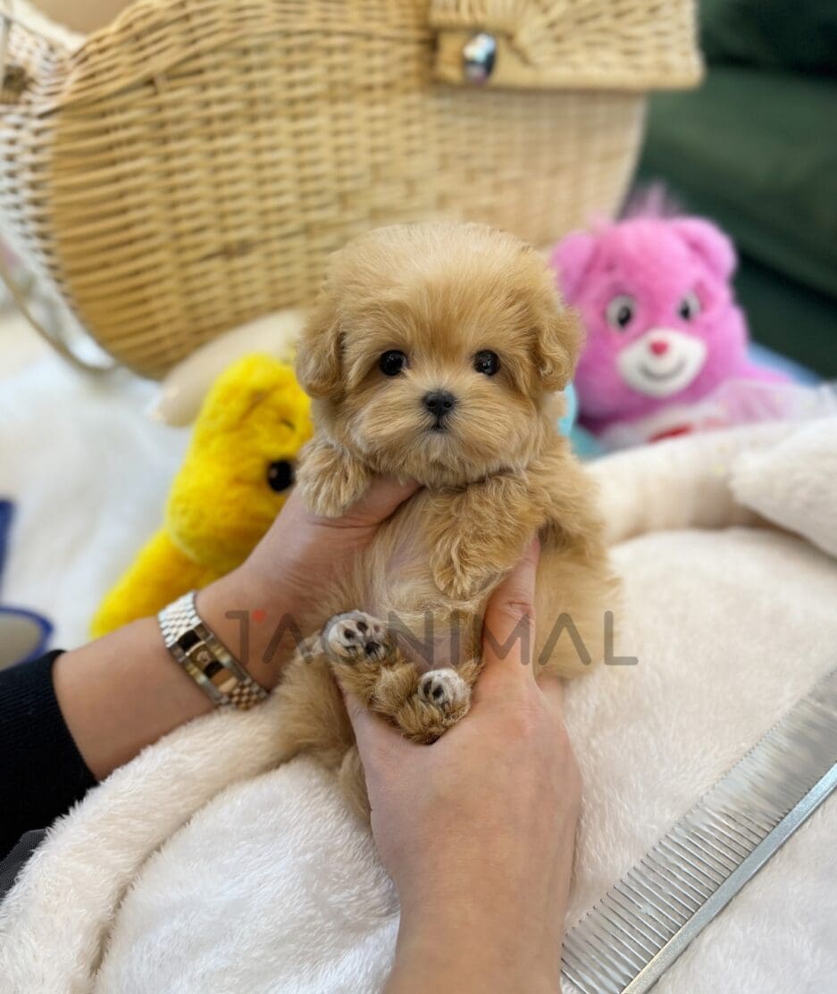 Maltipoo puppy for sale, dog for sale at Tagnimal