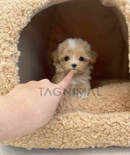 Maltipoo puppy for sale, dog for sale at Tagnimal