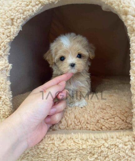 Maltipoo puppy for sale, dog for sale at Tagnimal