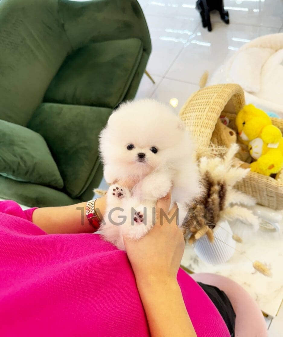 Pomeranian puppy for sale, dog for sale at Tagnimal