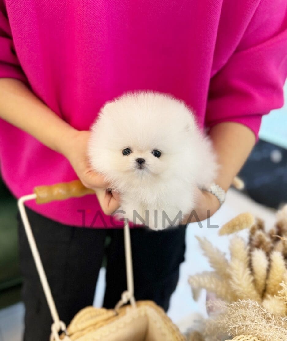 Pomeranian puppy for sale, dog for sale at Tagnimal