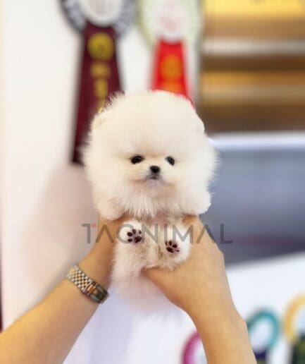 Pomeranian puppy for sale, dog for sale at Tagnimal