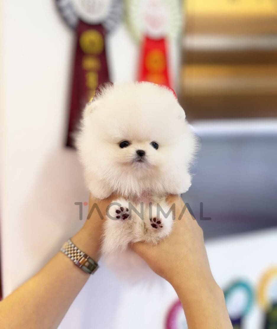 Pomeranian puppy for sale, dog for sale at Tagnimal