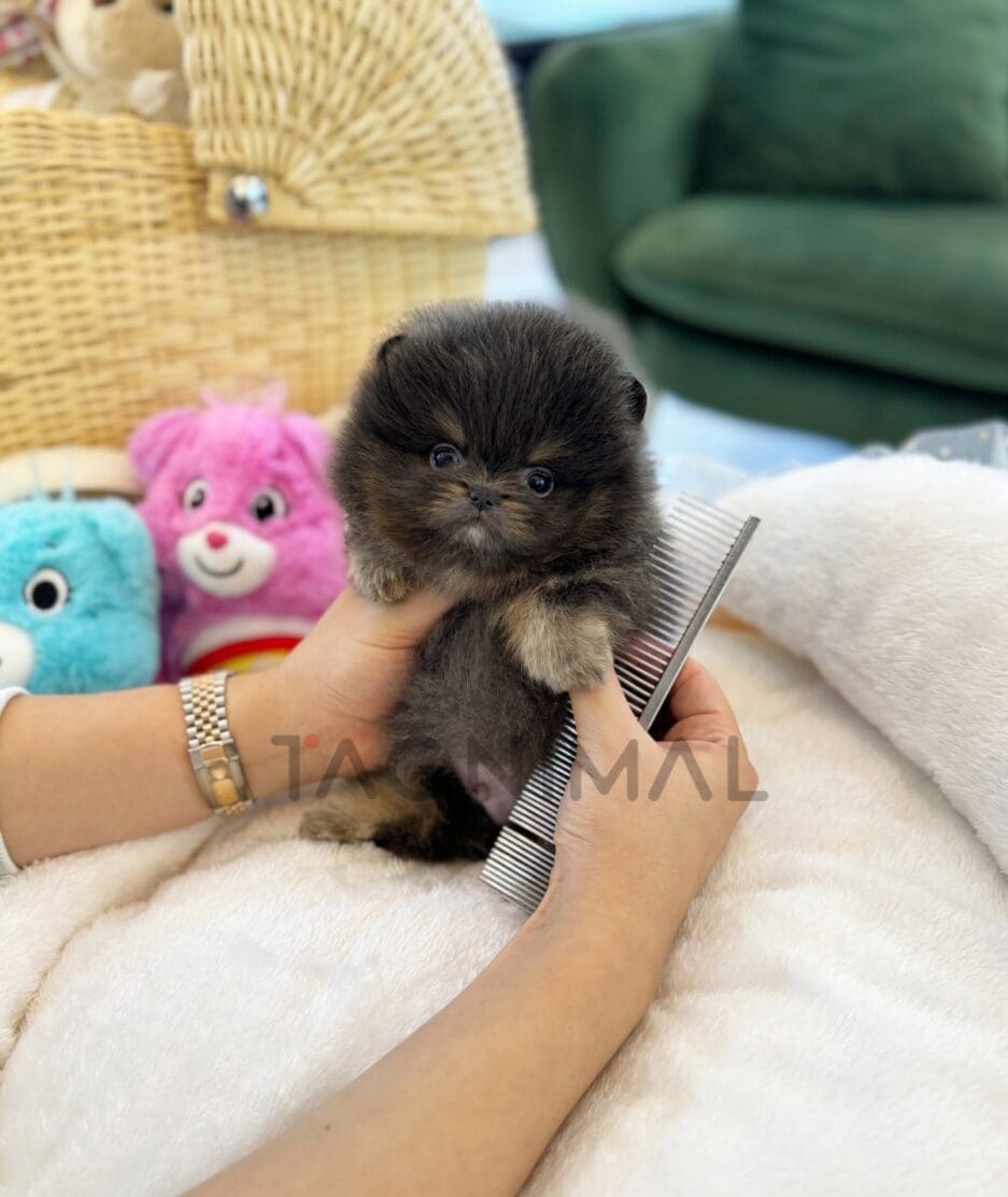 Pomeranian puppy for sale, dog for sale at Tagnimal